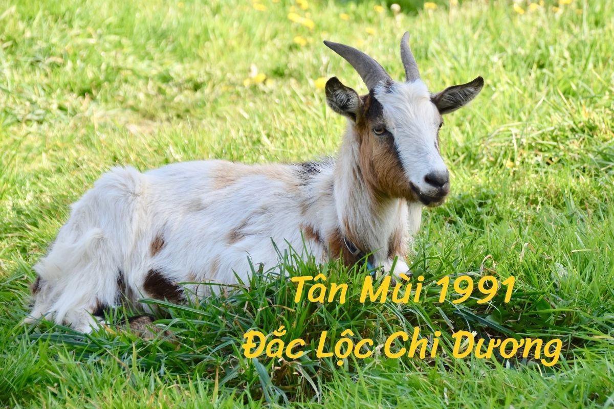 1991 tuổi Tân Mùi Đắc Lộc Chi Dương