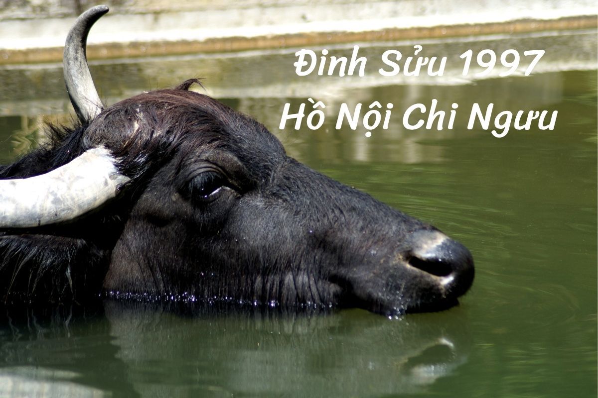Tính cách của Đinh Sửu 1997