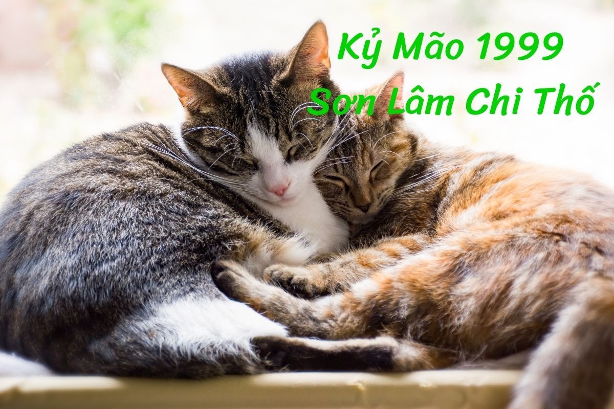 1999 tuổi Kỹ Mão Sơn Lâm Chi Thố
