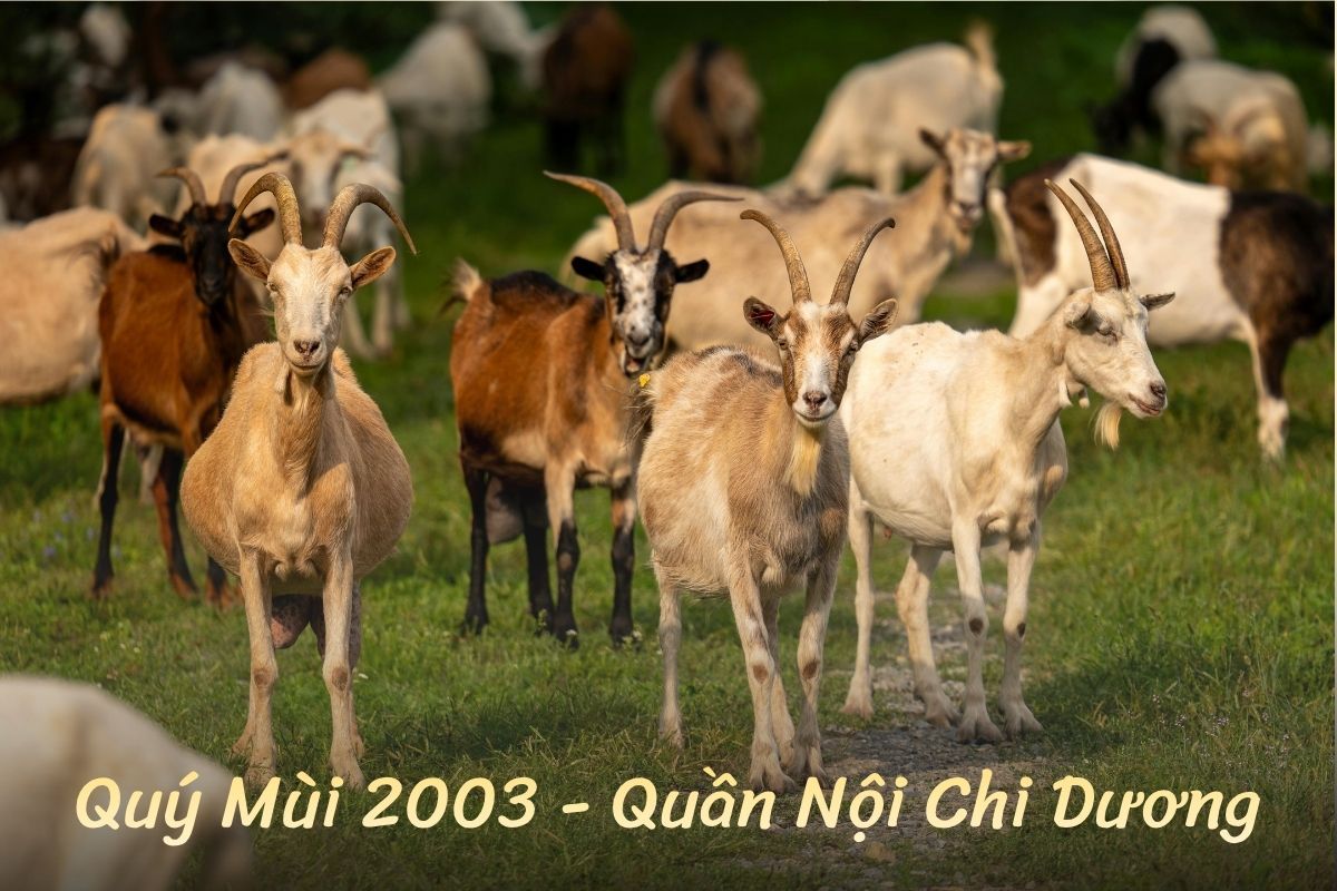 Quý Mùi 2003 Quần Nội Chi Dương