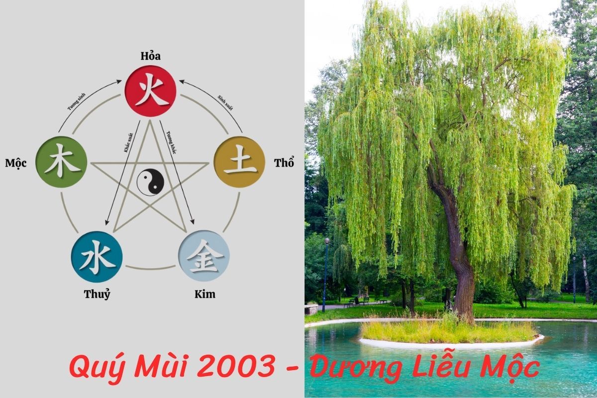 2003 Quý Mùi mang mệnh Mộc, Dương Liễu Mộc