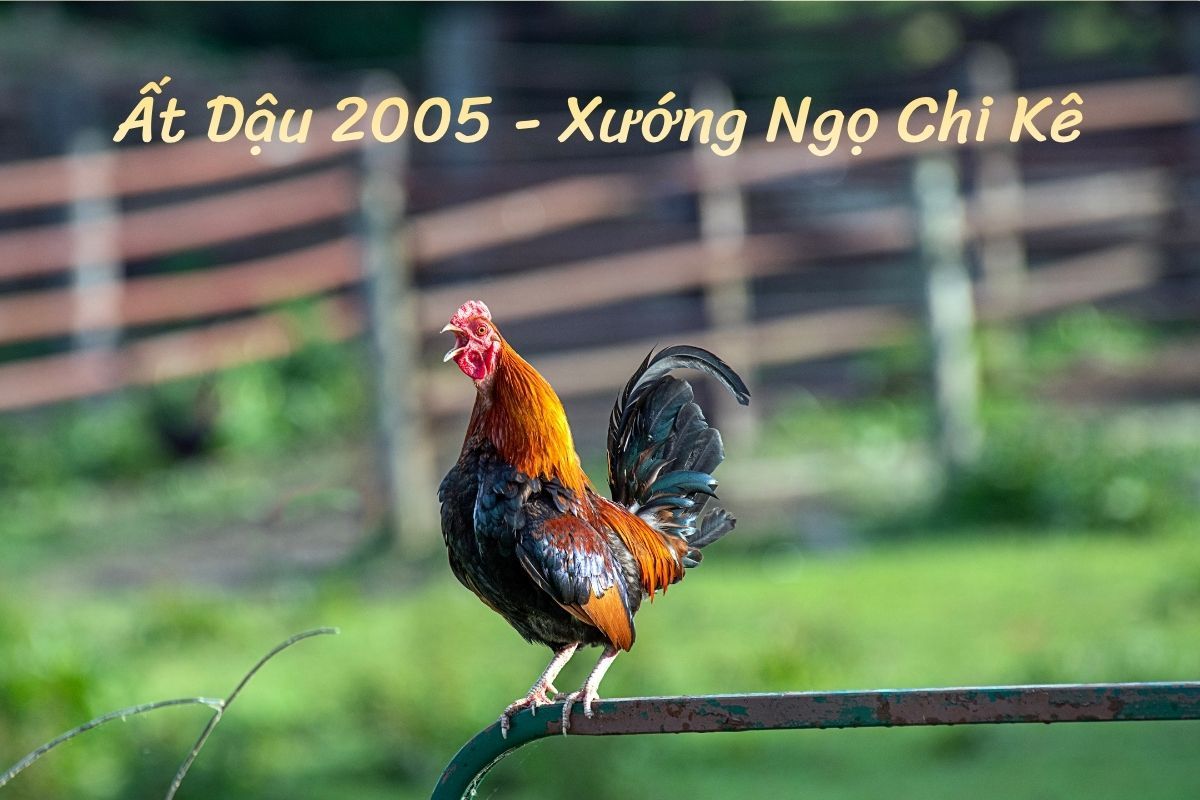 2005 tuổi Ất Dậu - Xướng Ngọ Chi Kê