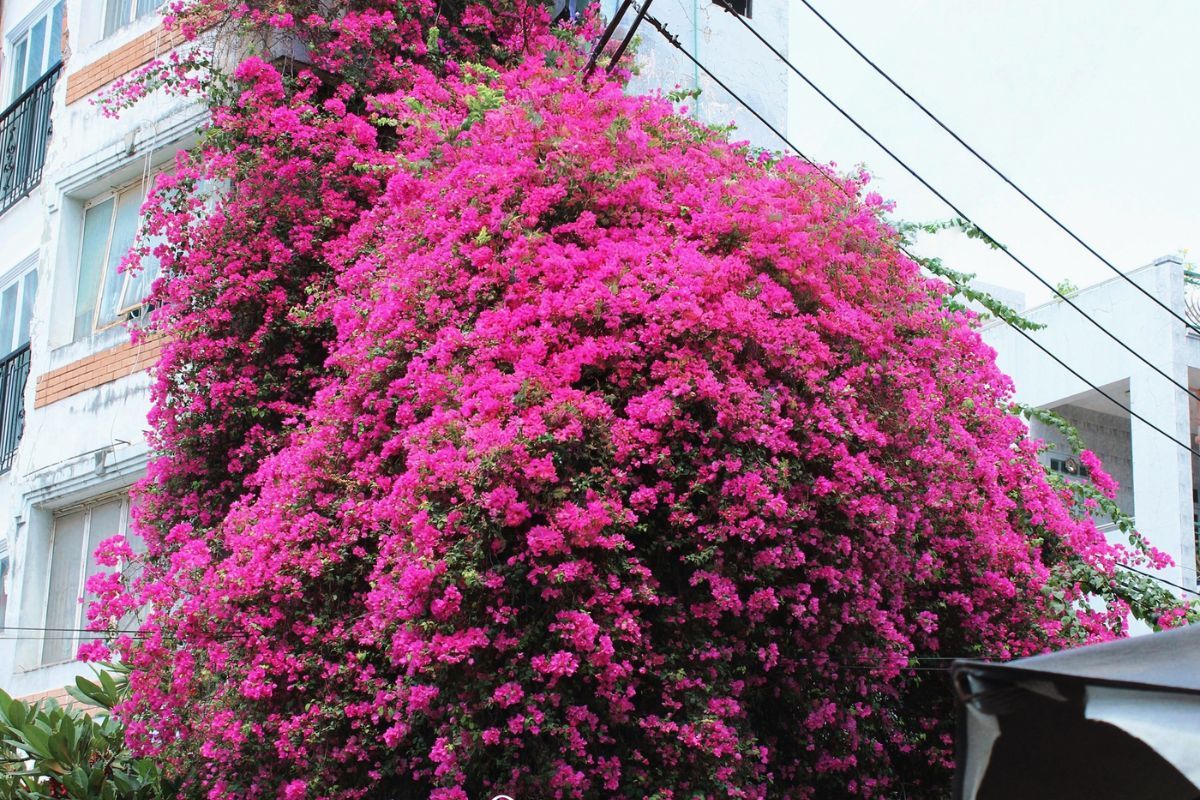 chợ bình thạnh giá rẻ