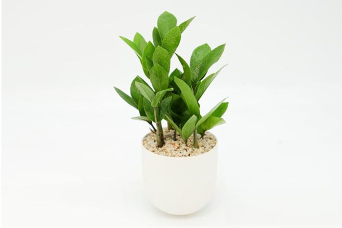 Dự án kinh doanh cây cảnh mini