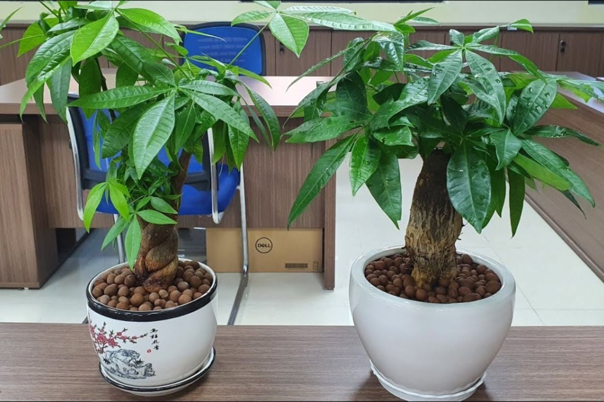 Hợp tác kinh doanh cây cảnh