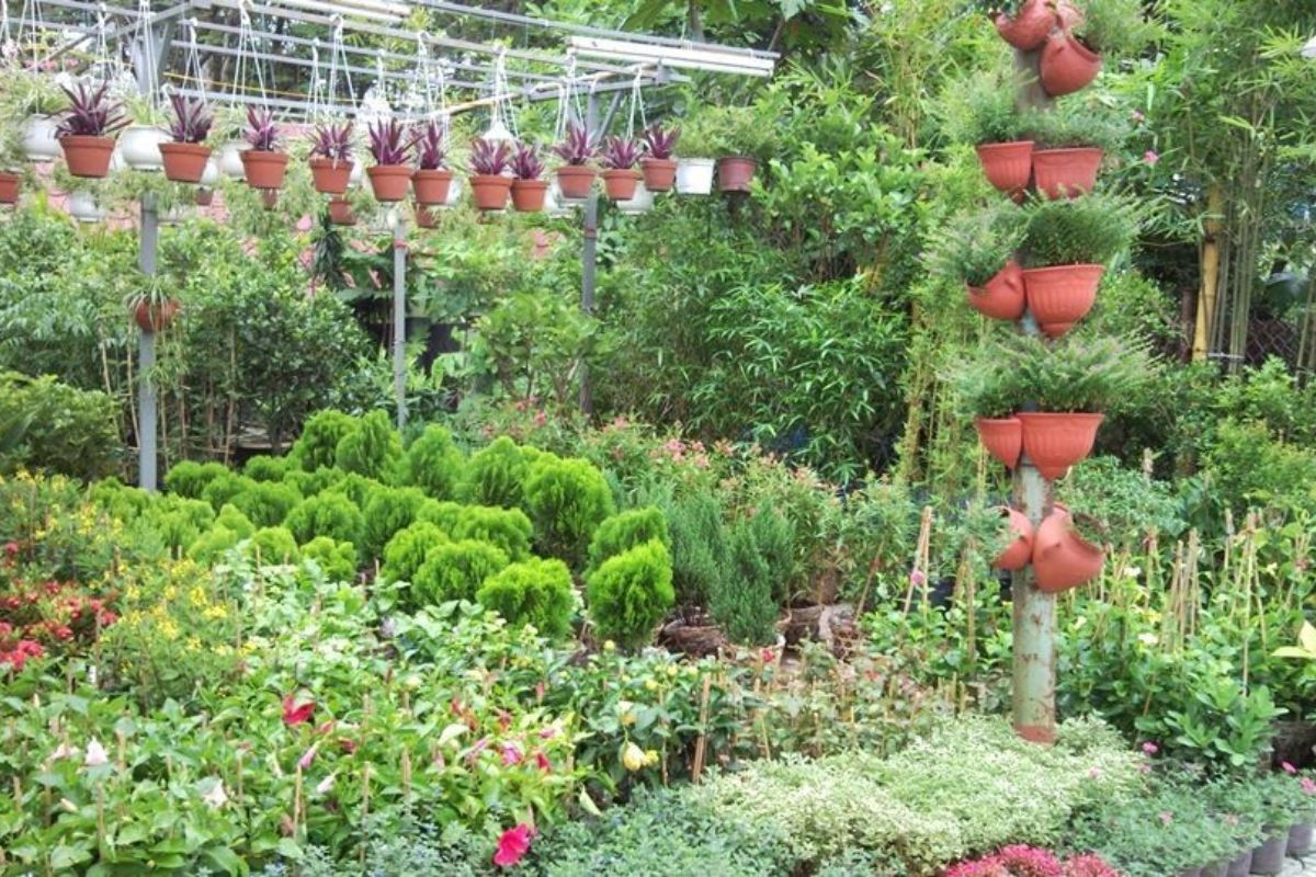 Kinh doanh cây cảnh ảnh 1