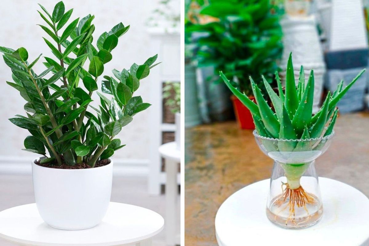 Kinh doanh cây cảnh mini