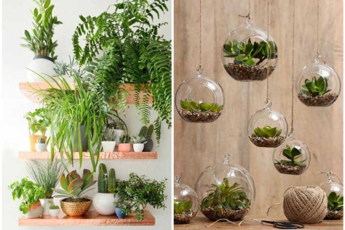 Kinh doanh cây cảnh mini cần bao nhiêu vốn