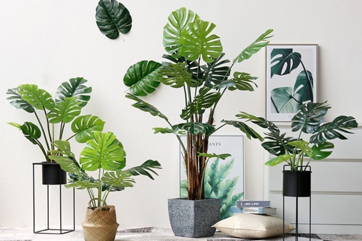 Kinh doanh cây cảnh mini cần những gì