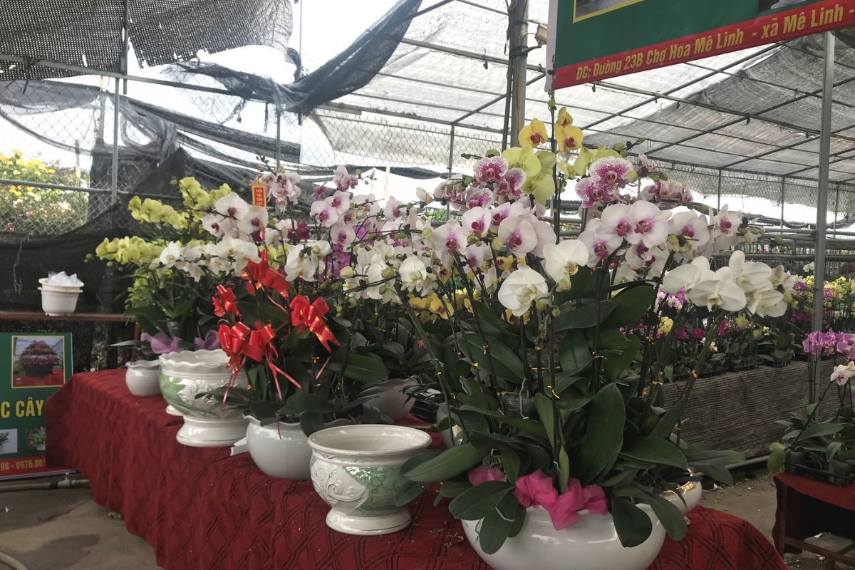 lan-ho-diep-tai-cho-hoa-me-linh.jpg