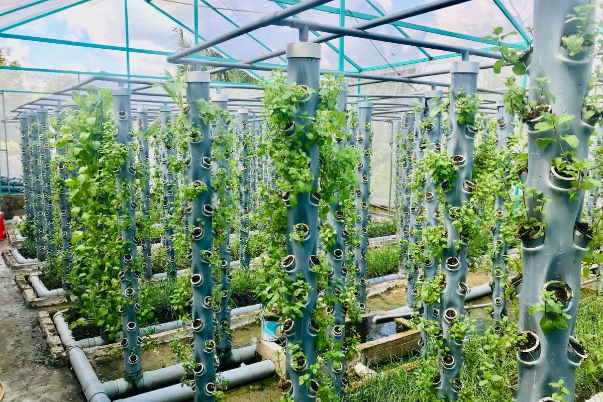 Mở cửa hàng rau sạch ảnh 4
