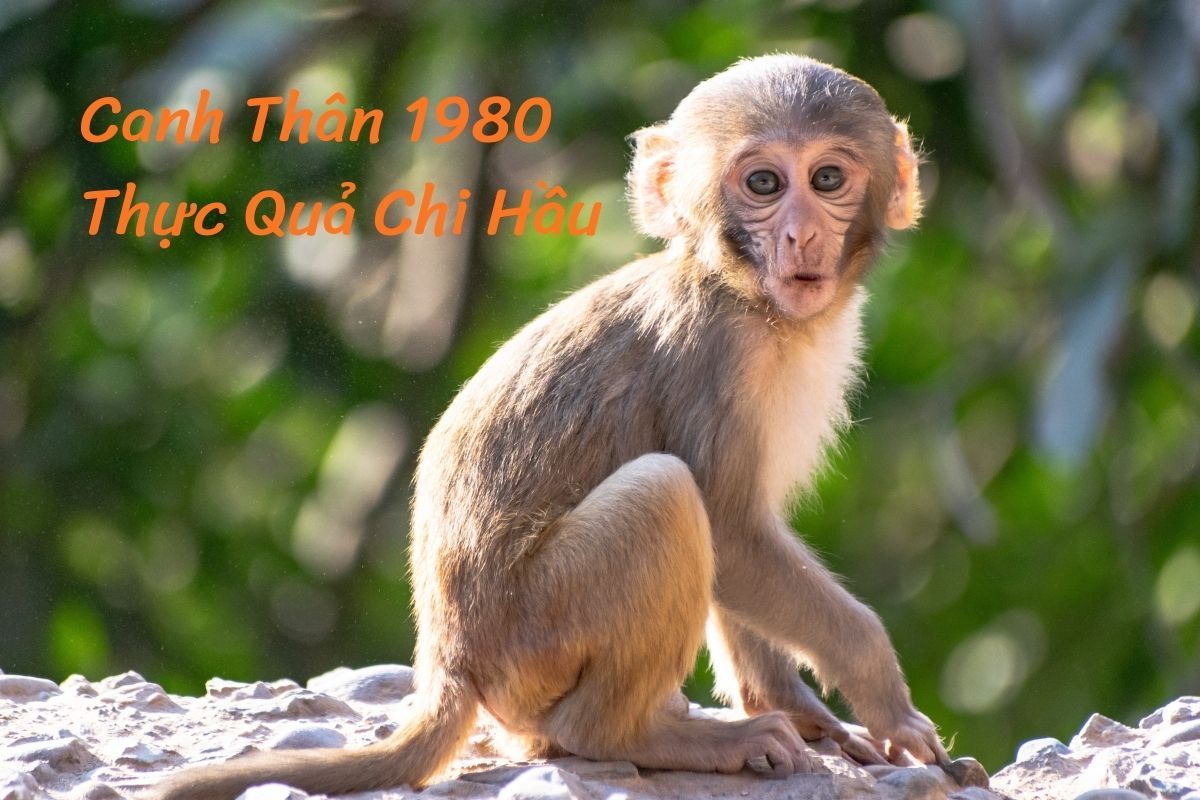 1980 tuổi Canh Thân, Thực Quả Chi Hầu