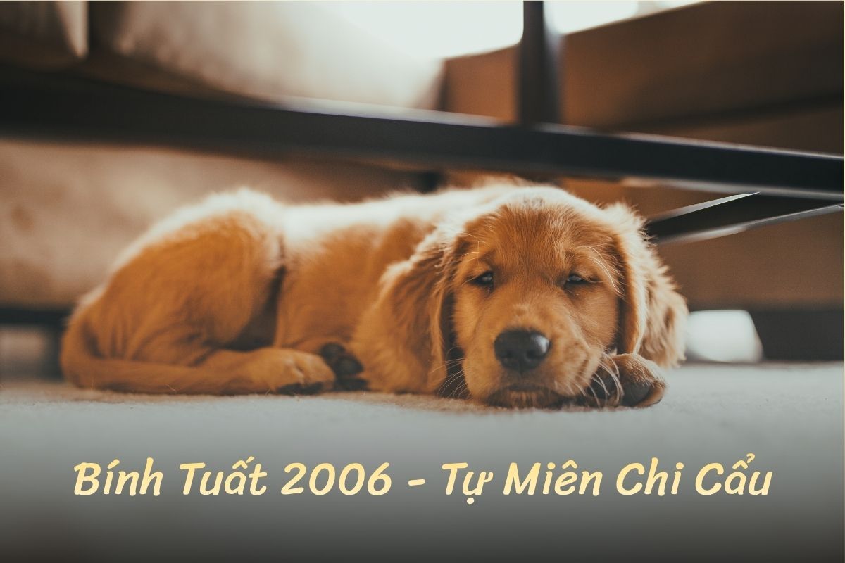 SInh năm 2006 tuổi Bính Tuất, Tự Miên Chi Cẩu