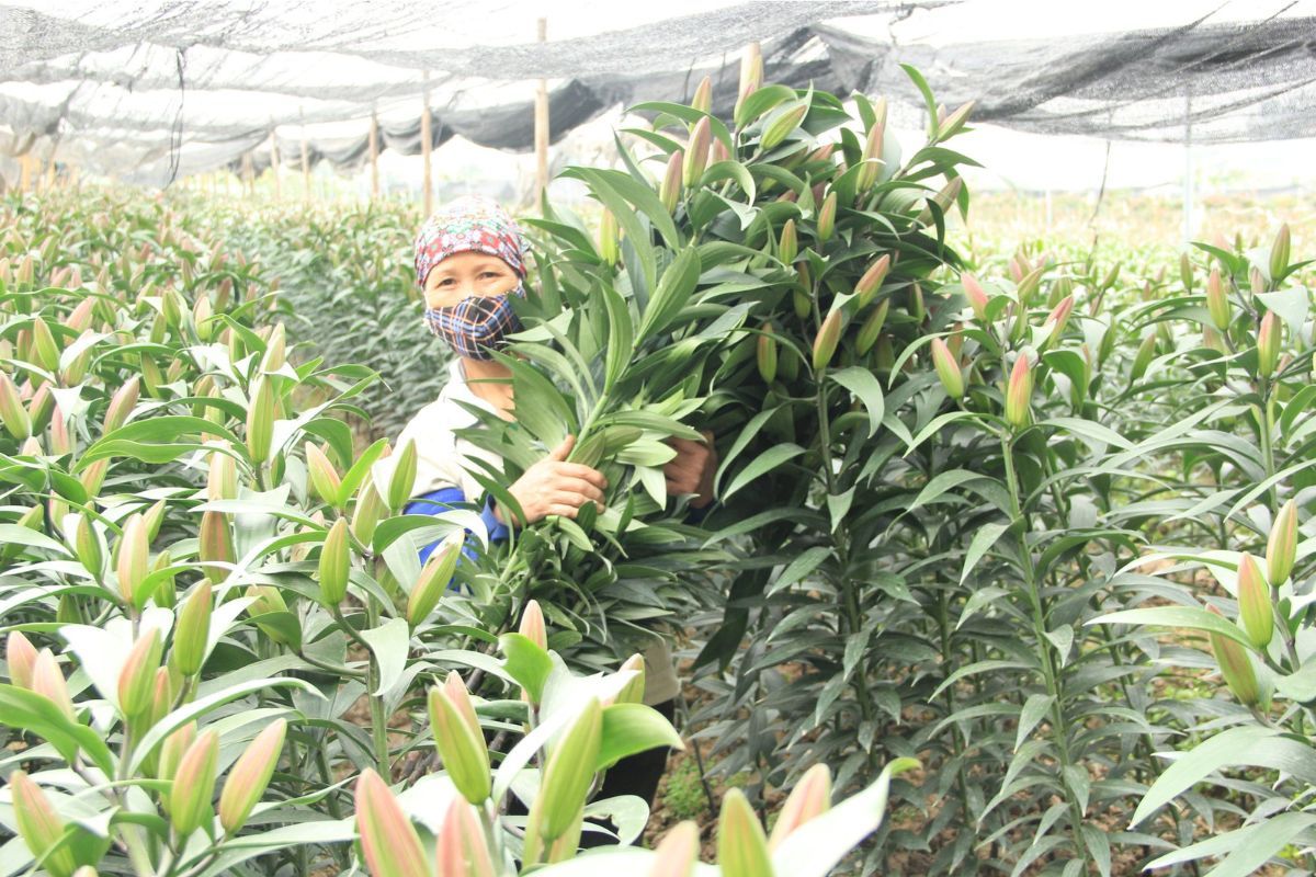 chợ hoa tươi mê linh ở đâu hà nội