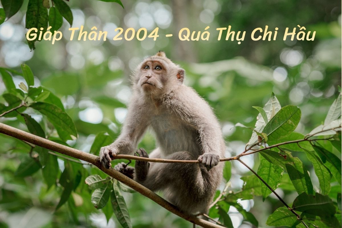 2004 Giáp Thân Quá Thụ Chi Hầu