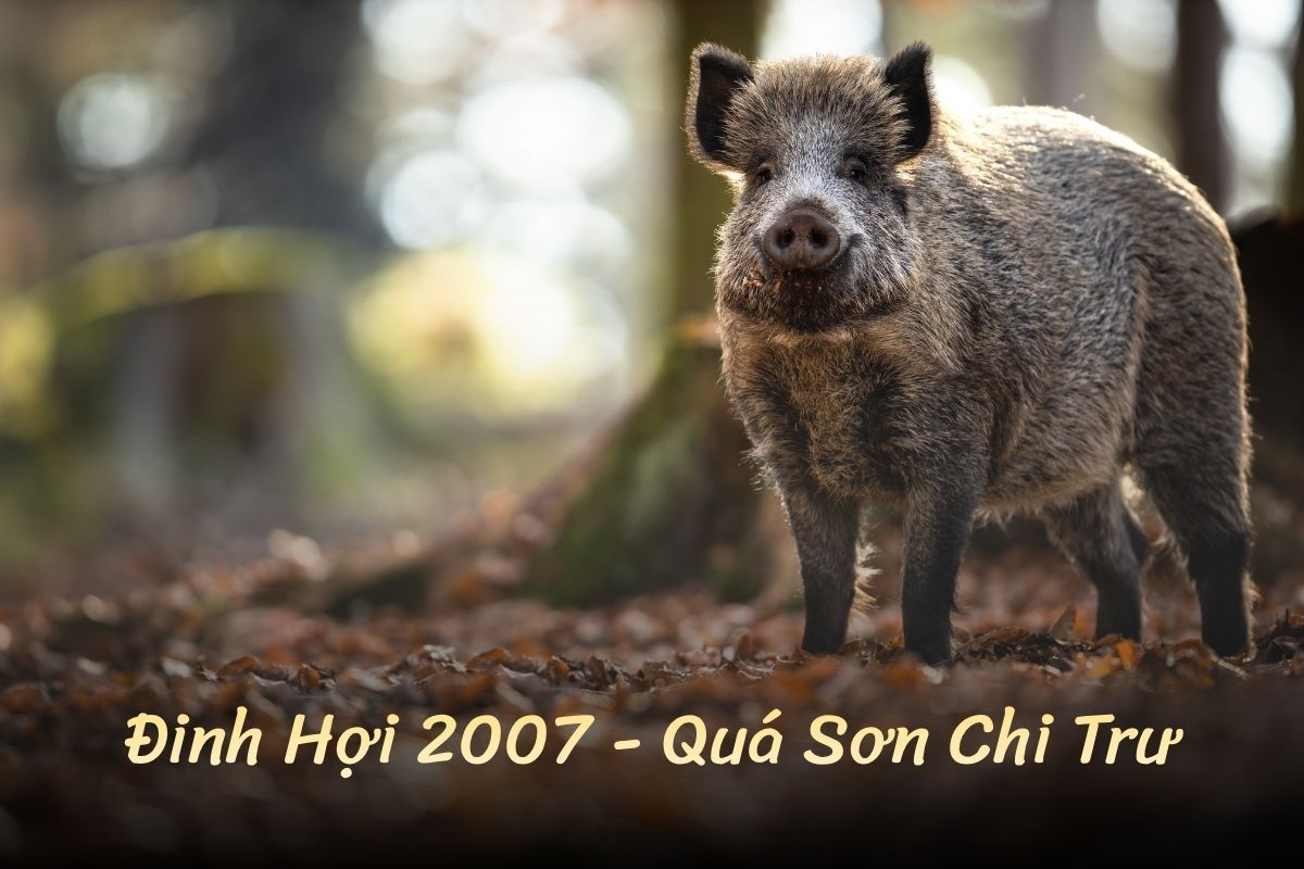 Sinh năm 2007 tuổi Đinh Hợi, Quá Sơn Chi Trư