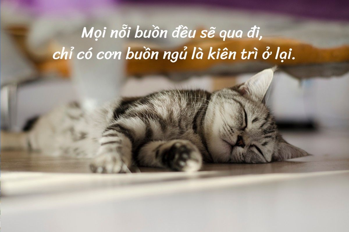 status chữa lành hài hước