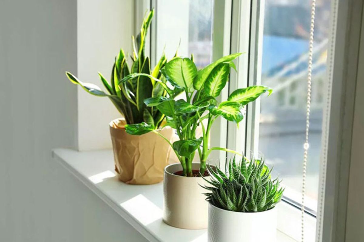 Trồng cây cảnh kinh doanh
