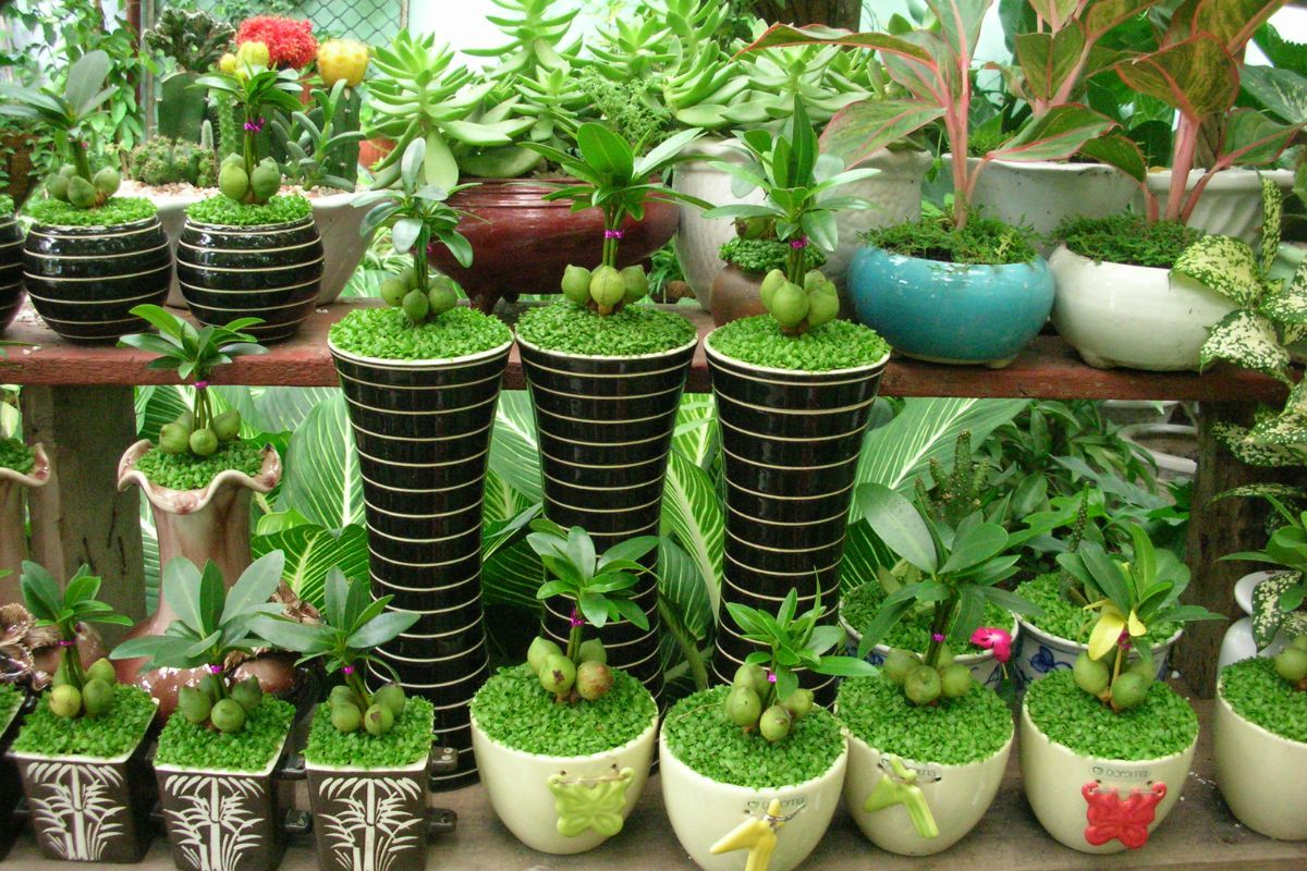 kinh doanh cây cảnh, hoa tươi