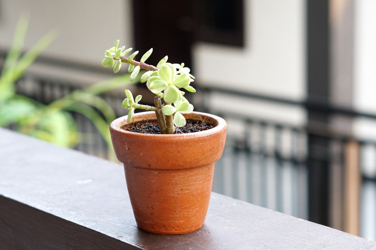 ý tưởng kinh doanh vốn 20 triệu